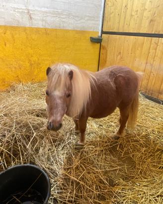 Pony