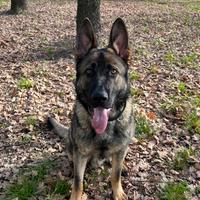 Cucciolo di pastore tedesco da lavoro