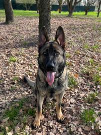 Cucciolo di pastore tedesco da lavoro