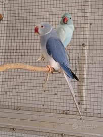 Parrocchetto dal collare