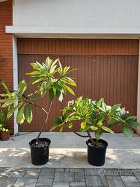 Plumeria rubra (Frangipane)