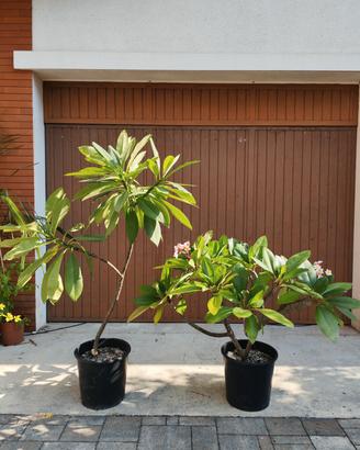Plumeria rubra (Frangipane)