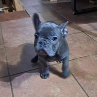 Bulldog francese esotico