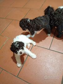 Cuccioli di Lagotto romagnolo