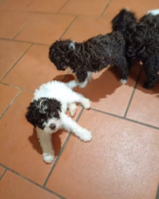 Cuccioli di Lagotto romagnolo