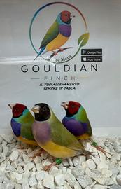 Gould