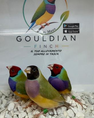 Gould
