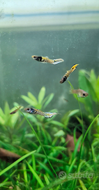 Poecilia Yellow Tiger endler