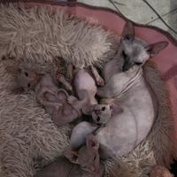 Cuccioli sphynx