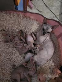 Cuccioli sphynx