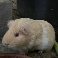 Regalare una cavia