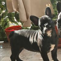 Cucciola di bulldog francese