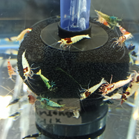 Caridine Mix Cantonensis