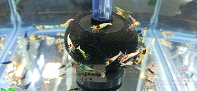 Caridine Mix Cantonensis