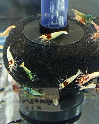 Caridine Mix Cantonensis
