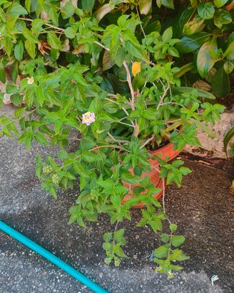 pianta lantana camara