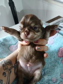 Chihuahua cioccolato pelo lungo