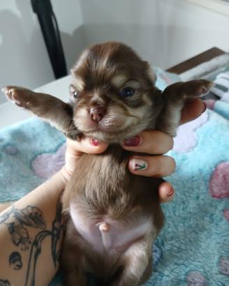 Chihuahua cioccolato pelo lungo