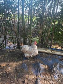 Coppia cocincina nana