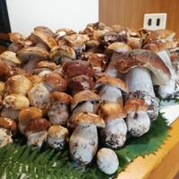 ESTATE 2026 casa vacanze sulle DOLOMITI