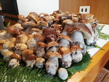 ESTATE 2026 casa vacanze sulle DOLOMITI