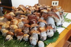 ESTATE 2026 casa vacanze sulle DOLOMITI