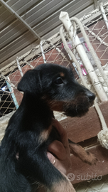 Cuccioli di jagd terrier