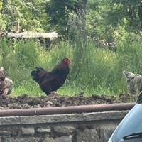 Gallo wyandotte e road island