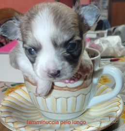 Chihuahua Femmina Pura