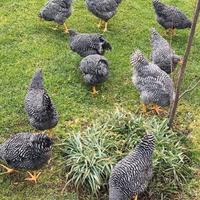 Ovaiole barred rock allevati a terra