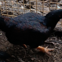 Combattenti indiani Cornish