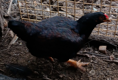 Combattenti indiani Cornish