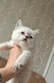 British femmina 3 mesi occhi azzurri, pedigree 