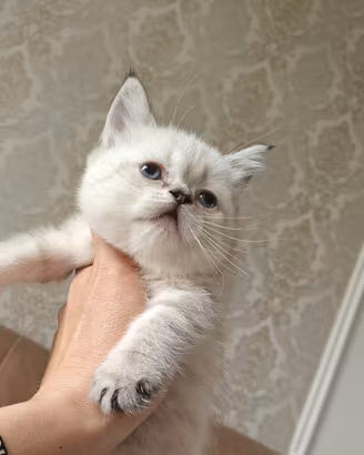 British femmina 3 mesi occhi azzurri, pedigree 