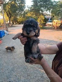 Cucciolo bassotto