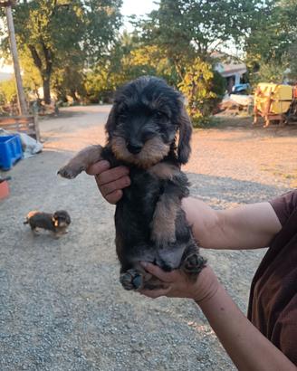 Cucciolo bassotto