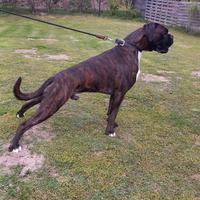 Boxer per accoppiamento