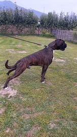 Boxer per accoppiamento