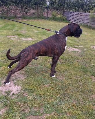 Boxer per accoppiamento
