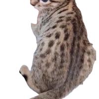 Savannah generazioni F