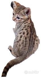 Savannah generazioni F