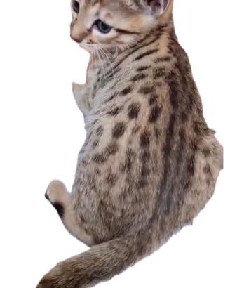 Savannah generazioni F
