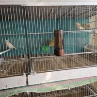 Canarini giallo mosaico