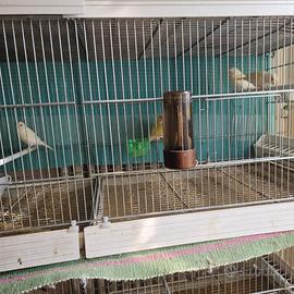 Canarini giallo mosaico