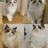 Ragdoll femmina riproduzione