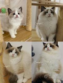 Ragdoll femmina riproduzione