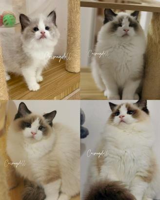 Ragdoll femmina riproduzione
