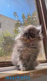 Cucciolo persiano ipertipico maschietto
