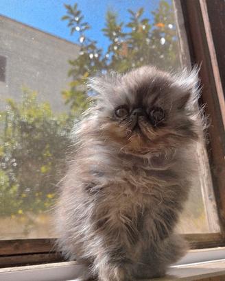 Cucciolo persiano ipertipico maschietto