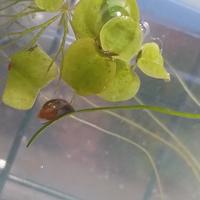 12 physa marmorata lumaca pulitore per acquario 